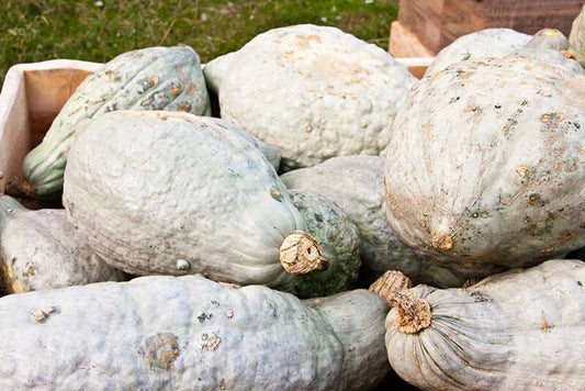 Hubbard Squash Seeds Pack of 25+ | Heirloom Cucurbita maxima for Garden Planting | Non-GMO, Sweet Flavor, Easy to Grow