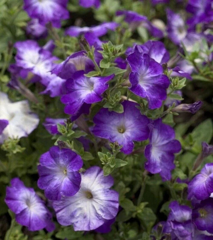 Petunia Seeds 25 Pelleted Melin Blue Morn Petunia × hybrida for Garden, Container, and Border Planting