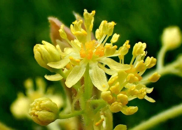 Sassafras Tree Cuttings 12 Thin Edible Aromatic Sassafras albidum Garden Planting Material