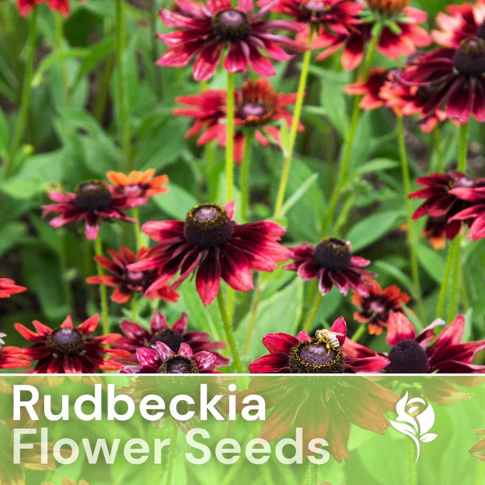 Blackberry Delight Rudbeckia Seeds - 125+ Annual Flower Seeds for Garden, Rudbeckia hirta, Yellow with Dark Centers, Butterfly & Bee Attractant