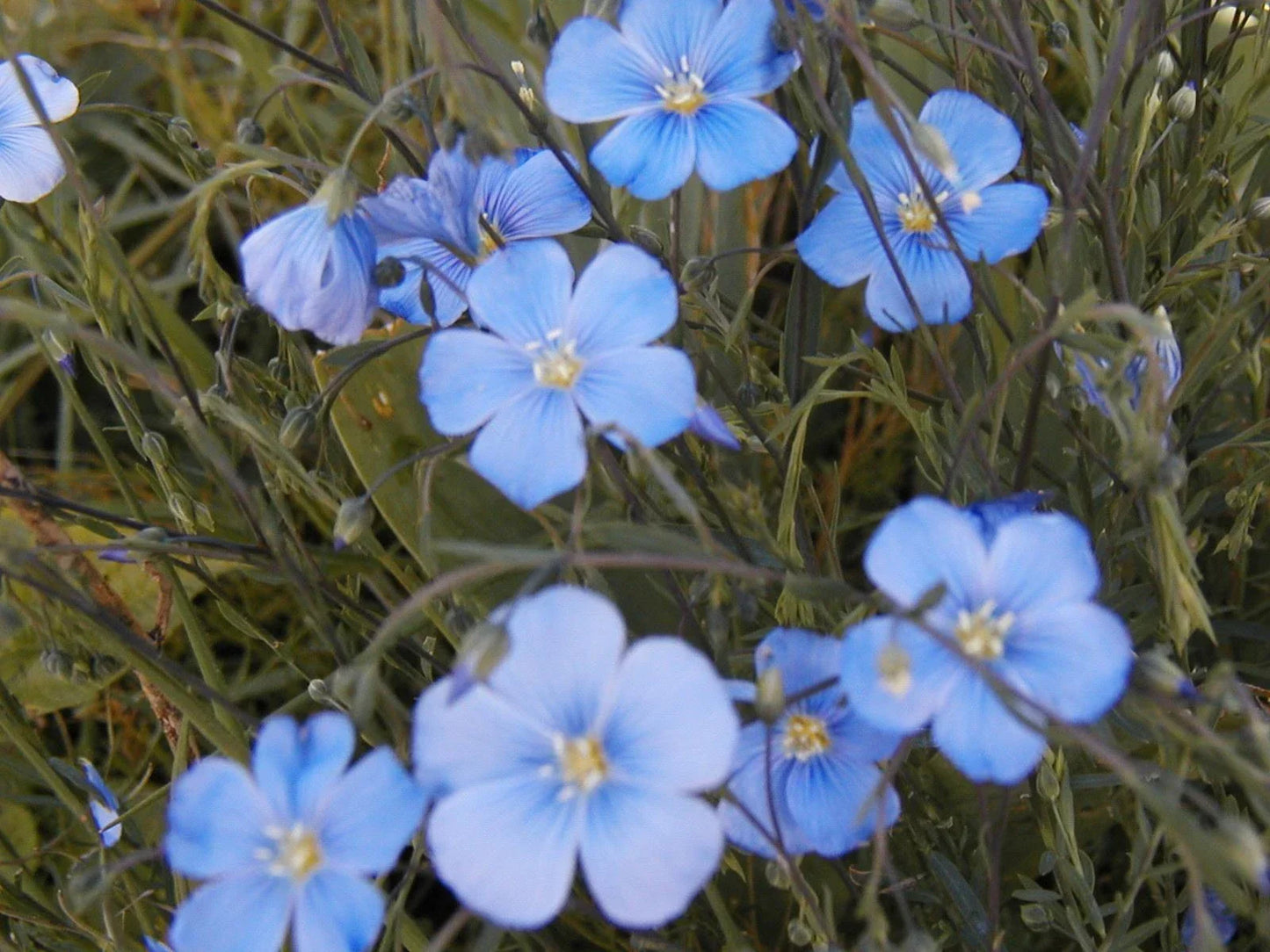 Flax Seeds 1000 Count - Blue Perennial Flower - Linum perenne - Garden Seeds for Pollinators, Easy to Grow, Non-GMO