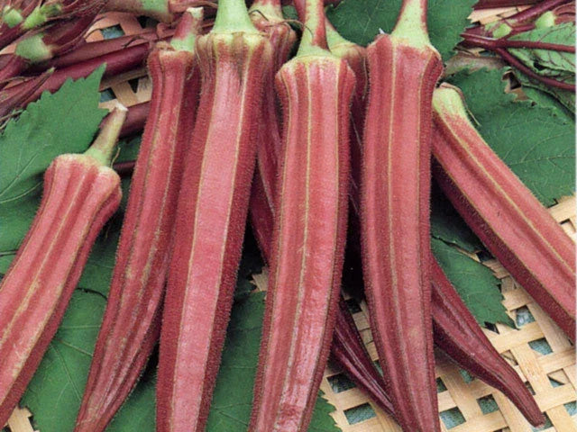 Red Burgundy Okra Seeds – Organic Abelmoschus esculentus for Home Gardening, Vibrant Red Pods, High Germination, Non-GMO, Pack of 50