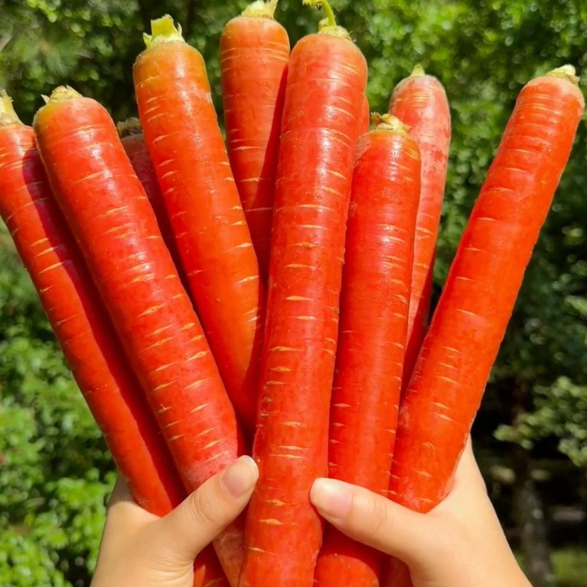 Red Fruit Carrot Seeds - 1000pcs Heirloom Variety for Home Gardens - Daucus carota - Sweet Juicy Flavor