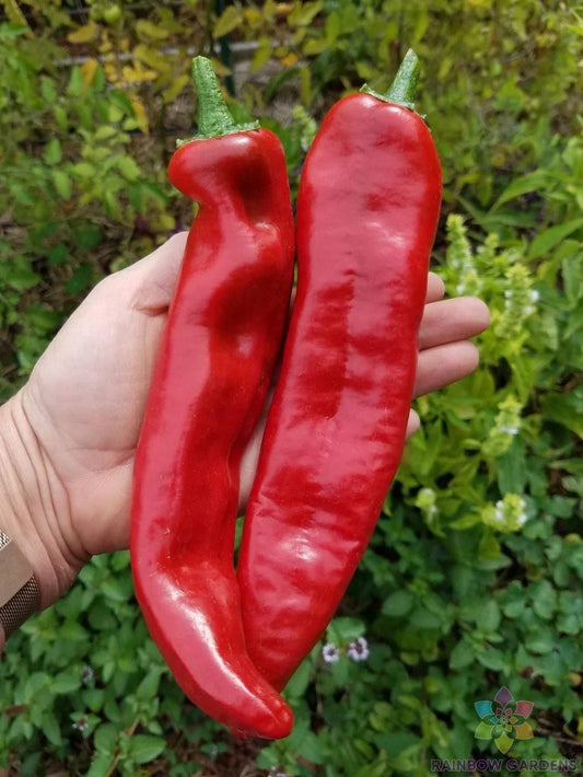Guajillo Chile Hot Pepper Seeds - 25+ Pack, Capsicum annuum, Spicy Culinary, Garden Planting, Non-GMO, USA
