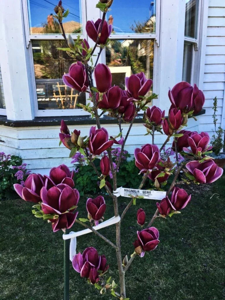 Genie Magnolia Hybrid Tree 50-60 Inches Deep Plum Purple Fragrant Blooms Magnolia grandiflora