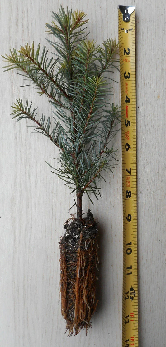 Noble Fir Tree Seedling 8–14 Inches, Abies procera, Evergreen Conifer for Landscaping & Christmas Decor