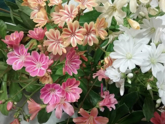 Lewisia ‘Rainbow Mix’ – Hardy Succulent Live Starter Plant, Colorful Perennial for Rock Gardens, Drought-Tolerant Flower, Low Maintenance