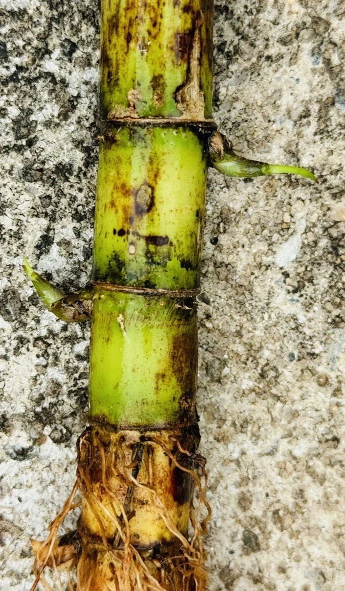 Fresh Green Sugarcane Cuttings – Organic Live Plant Starts for Home Gardening & Small Farms | Sweet Juicy Variety