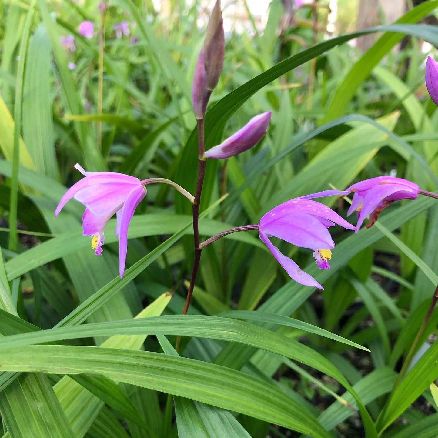 Bletilla ‘Kate’ Hardy Ground Orchid Live Starter Plant Pink-Lavender Blooms Perennial for Shade Gardens