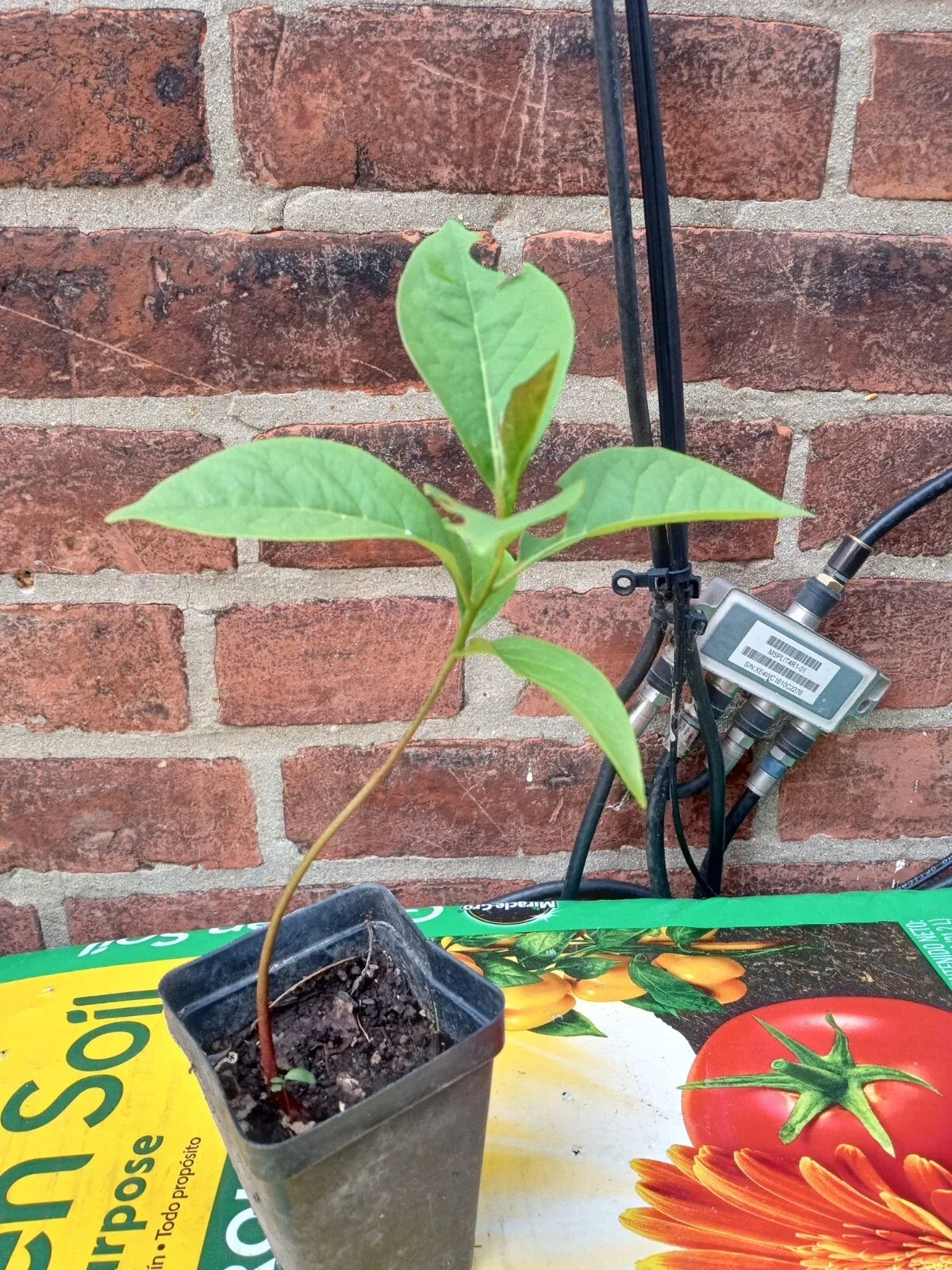 Eureka Persimmon Tree – 1 Live Plant, Diospyros kaki, Edible Sweet Fruit, Cold Hardy Asian Persimmon, Small Garden Fruit Tree