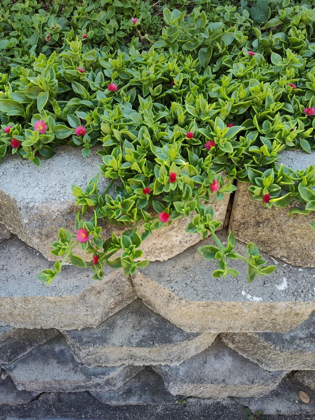 Aptenia Cordifolia Baby Sun Rose Cuttings - 4-6 Inch Succulent Groundcover for Garden, Bright Heart-Shaped Leaves, Easy to Grow
