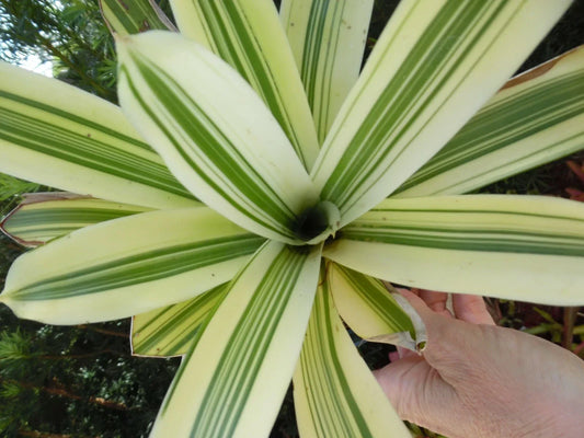 Mini Aechmea Organensis Bromeliad - Tropical Indoor Houseplant with Colorful Bracts and Green Foliage