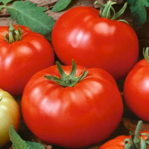 Beefsteak Tomato Seeds | Heirloom Non-GMO Solanum lycopersicum | Large Juicy Fruits for Home Gardens & Containers
