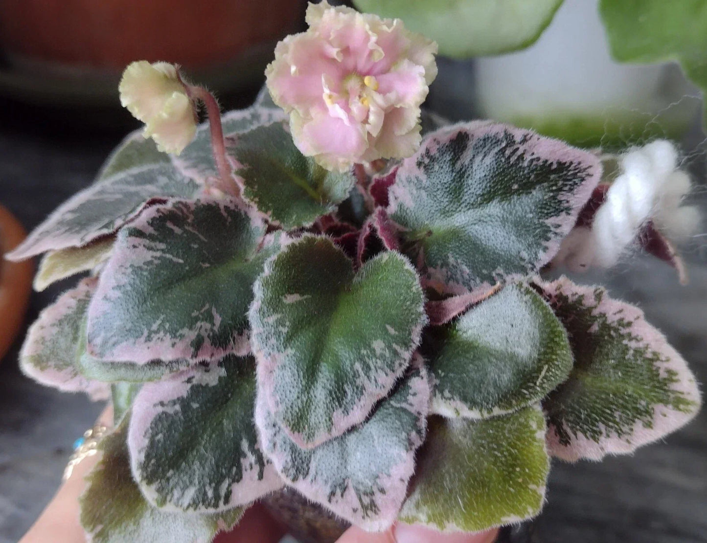 Mini African Violet Cuttings - 2 Fresh Unrooted Leaves - NL-KNYAGINYA Ol’ga - Propagation Plant for Gardeners and Plant Lovers