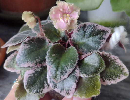 Mini African Violet Cuttings - 2 Fresh Unrooted Leaves - NL-KNYAGINYA Ol’ga - Propagation Plant for Gardeners and Plant Lovers