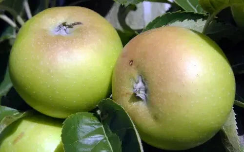 Galloway Pippin Apple Seeds - 25+ Pack for Garden Planting - Malus domestica Heirloom Variety - Non-GMO, Easy to Grow