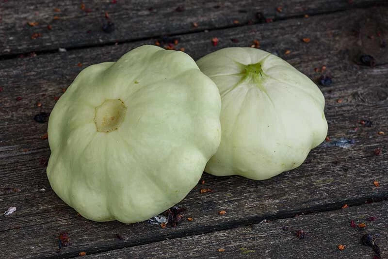 Benning’s Green Tint Scallop Squash Seeds – Heirloom Cucurbita pepo, Vegetable Seeds, Non-GMO, Full Sun, Bush-Type, 25+ Seeds