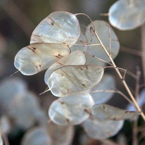 Money Plant Seeds - Lunaria annua Heirloom Non-GMO Seeds for 2025 Planting, Biennial with Silvery Seed Pods