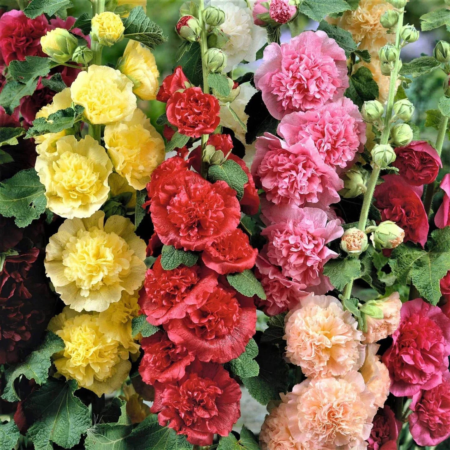 Hollyhock Seeds - Summer Carnival Mix - Heirloom Non-GMO - Alcea rosea - Vibrant Colorful Blooms - Full Sun to Partial Shade
