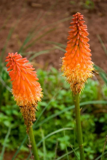 Red Hot Poker Plant Bareroots 6 Pack - Kniphofia uvaria Vibrant Red Flowers for Garden Landscaping