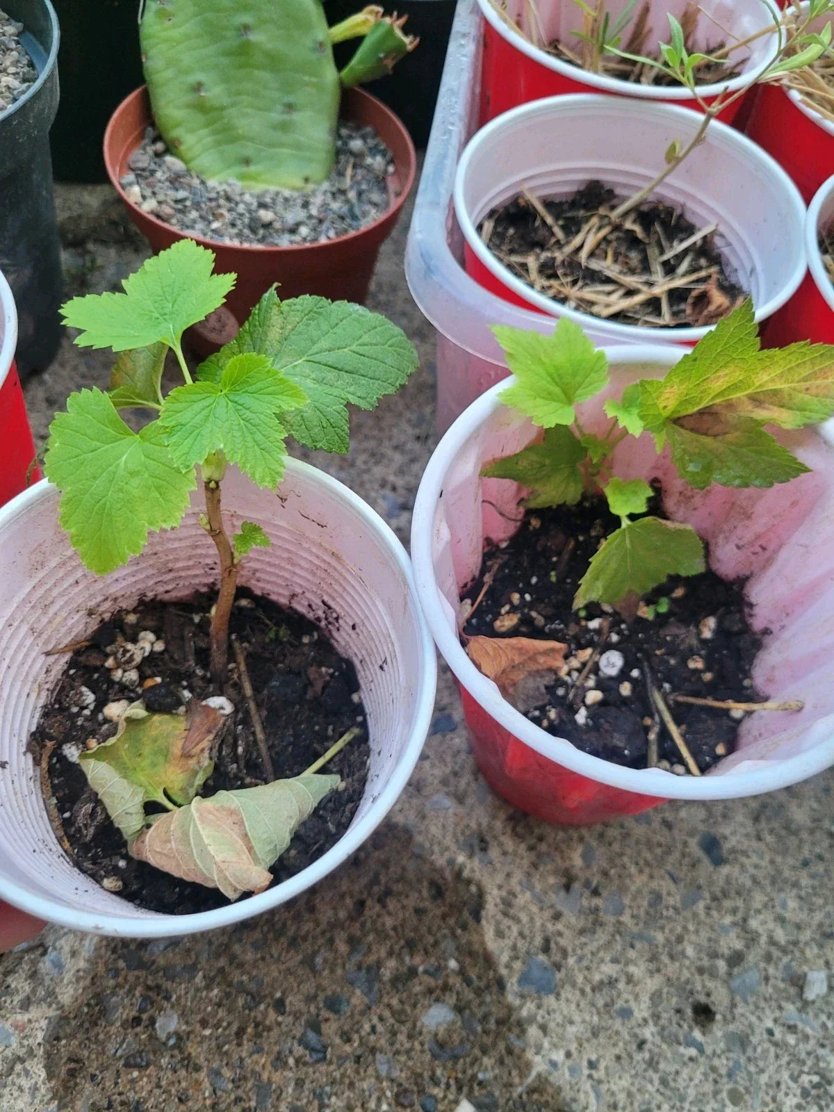 Black Currant Rooted Cutting Starter Plant - Organic Ribes nigrum for Zones 3-8, Easy to Grow, Fresh Berries for Jams and Cooking