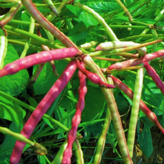 Mississippi Purple Hull Cowpea Seeds - 50+ Count, Brown Variety, Vigna unguiculata, Climbing Vine for Garden and Farm Planting