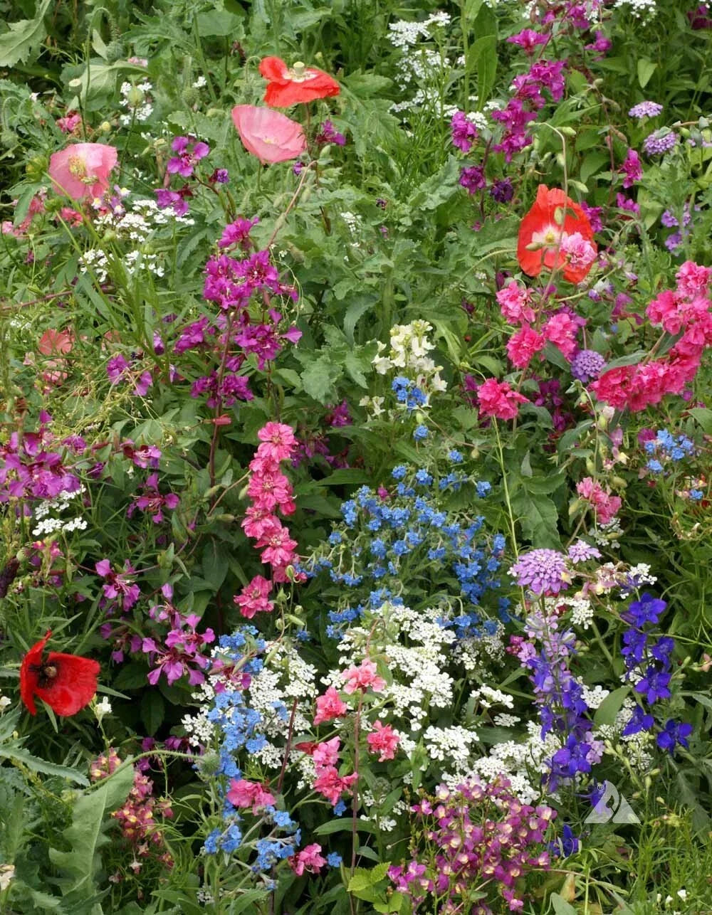 Wildflower Mix Shade Seeds | 16 Perennial Native Pollinator Plants | Non-GMO, Butterfly & Bee Friendly