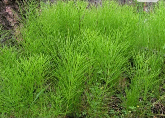 Horsetail Shavegrass Bareroot Plants, Edible Herb, Native Equisetum arvense, 20-30 Plants for Wetland Gardens & Natural Landscaping