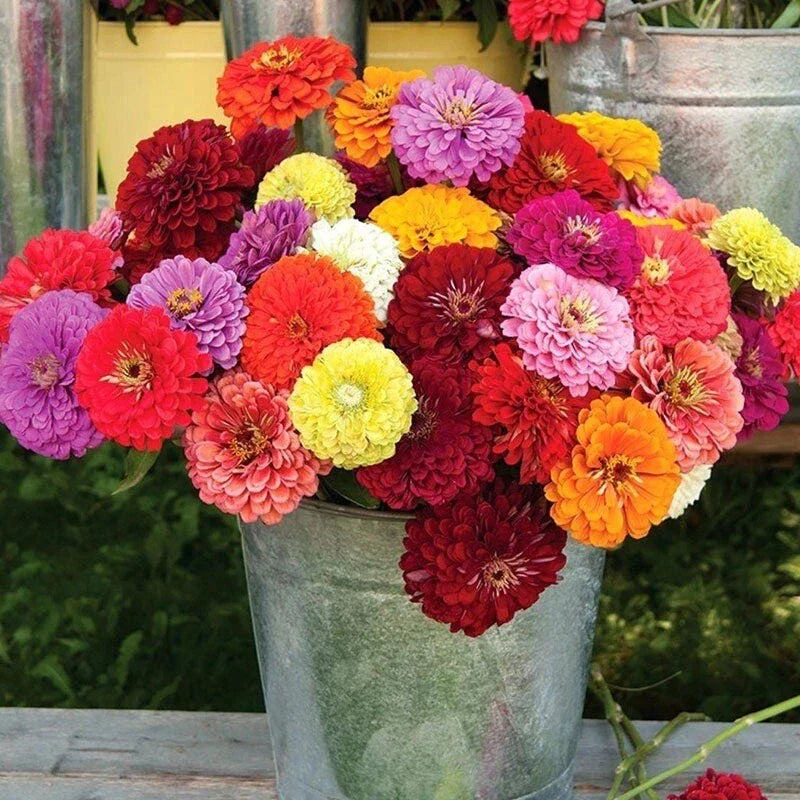 Zinnia Seeds - Carrousel Mix - 100 Seeds - Colorful Garden Flowers - Zinnia elegans - Full Sun, Easy Grow, Butterfly Attracting