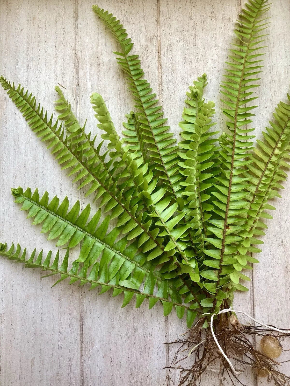 Rooted Fern Plants 25 Varieties Lush Green Foliage Indoor Outdoor Nephrolepis exaltata