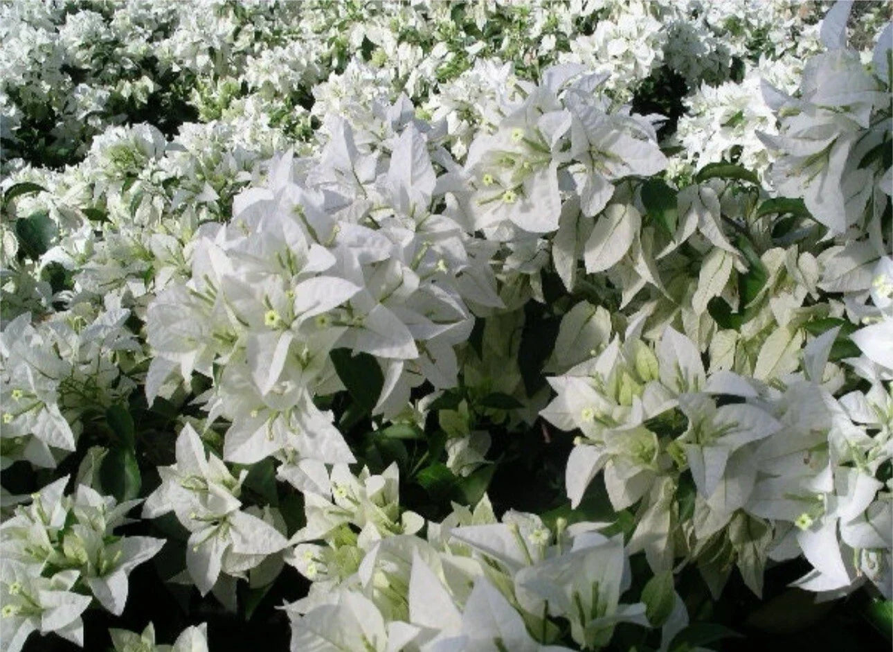 4-Inch Pot Live Rooted Bougainvillea Plant - Mauna Kea Variety with Colorful Tropical Blooms - Bougainvillea spp.