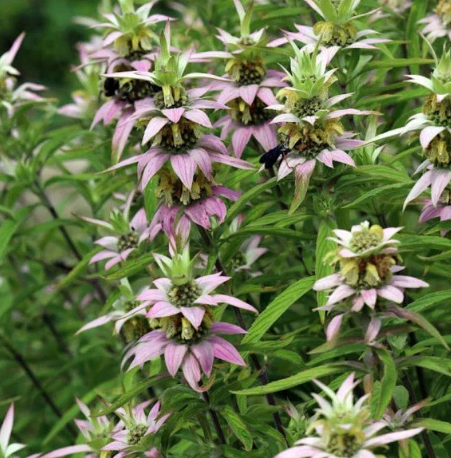 Bee Balm Seeds - Spotted Variety, Non-GMO Pollinator Attractant, Monarda punctata, 300 Seeds for Wildflower Gardens and Borders