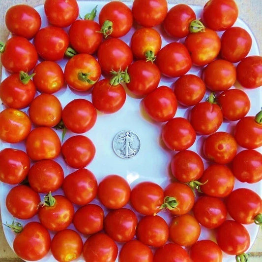 Large Red Cherry Seeds Pack of 25 - Heirloom Solanum lycopersicum for Home Gardening & Fresh Eating