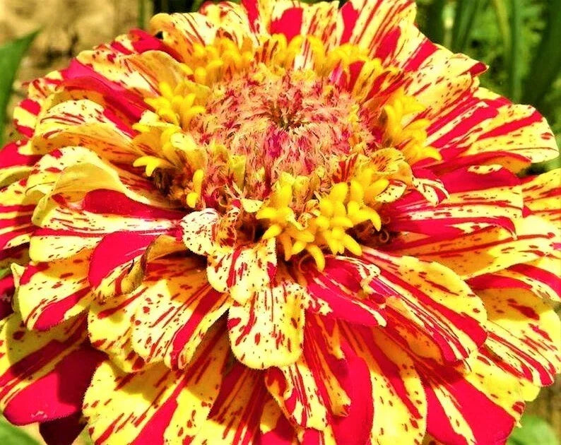 Zinnia Seeds - 100+ Non-GMO Peppermint Stick - Colorful Garden Flowers - Zinnia elegans