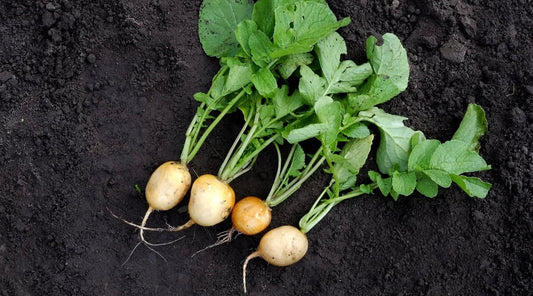 Helios Radish Seeds 500+ Pack, Raphanus sativus, Non-GMO, Fast Germination, Home Garden, Salad & Garnish, USA Grown