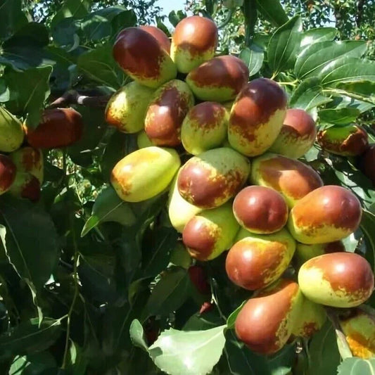 Jujube Cuttings 10pcs Sherwood Variety Chinese Red Date Ziziphus jujuba Fruit Tree for Garden or Orchard