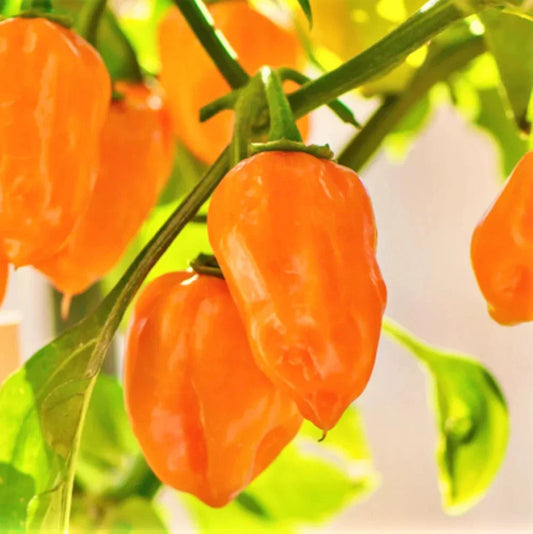 Orange Habanero Pepper Seeds - Capsicum chinense, Spicy 350,000 SHU, Heirloom, Non-GMO, Full Sun, 20 Seeds