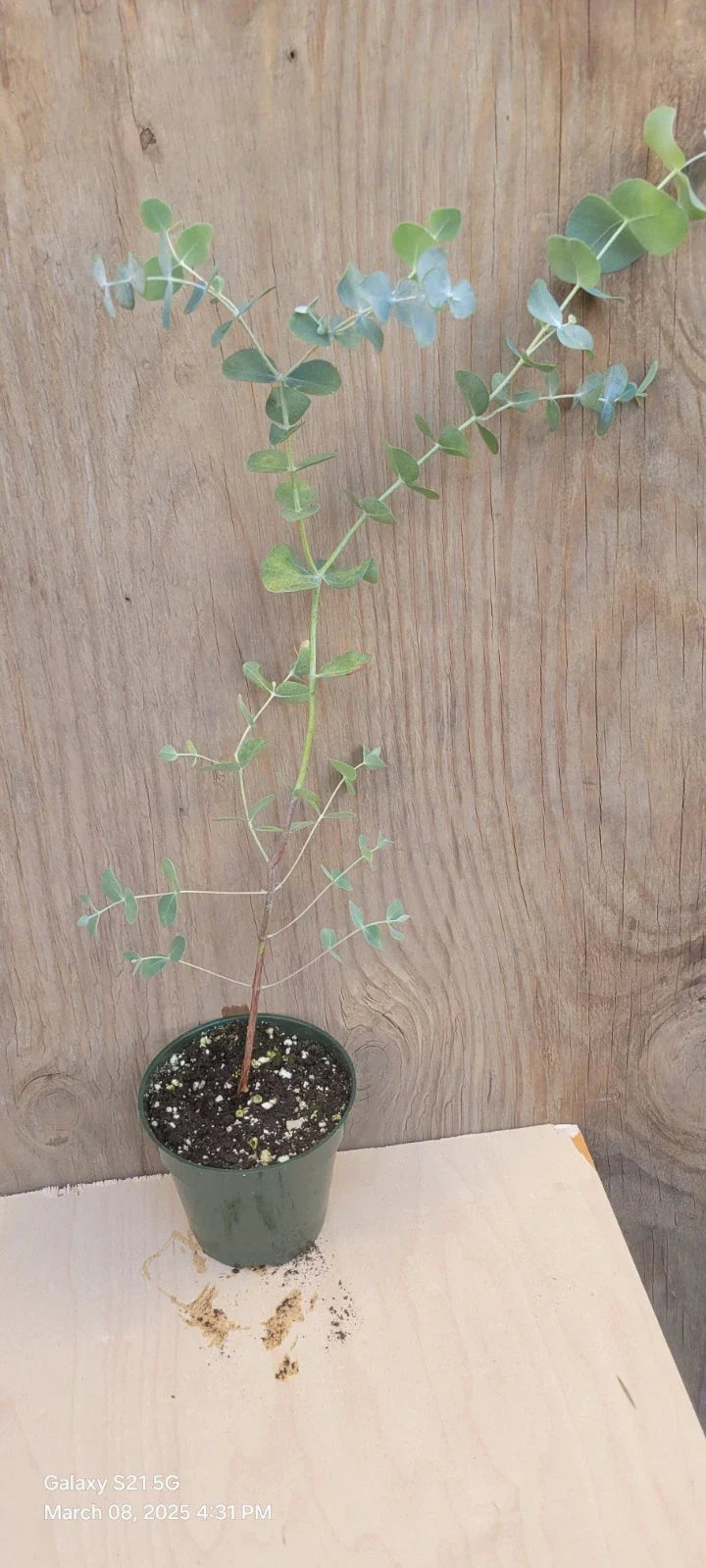 Silver Dollar Eucalyptus Live Plant in 4" Pot, Rooted Eucalyptus cinerea, Aromatic Indoor Garden Decor, Houseplant