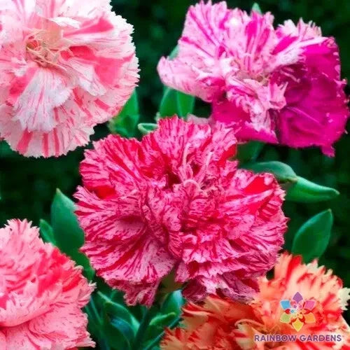 Picotee Mix Carnation Seeds - 200+ Pack for Garden Planting - Dianthus caryophyllus - Vibrant Multicolored Blooms
