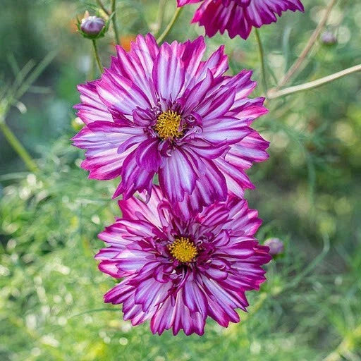 Cosmos Seeds - 200+ Double Violet Cosmos bipinnatus - Garden Planting, Full Sun, Easy to Grow, Non-GMO, USA Grown