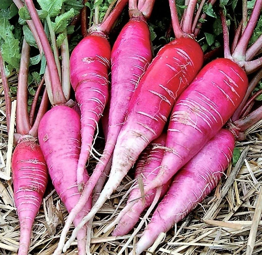 China Rose Radish Microgreens Seeds - Organic, Non-GMO, Mild-Sweet Flavor, Raphanus sativus, Easy to Grow Vegetable Garden
