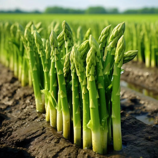 Mary Washington Asparagus Seeds – Heirloom, Open-Pollinated, Non-GMO, Asparagus officinalis, 50 Seeds