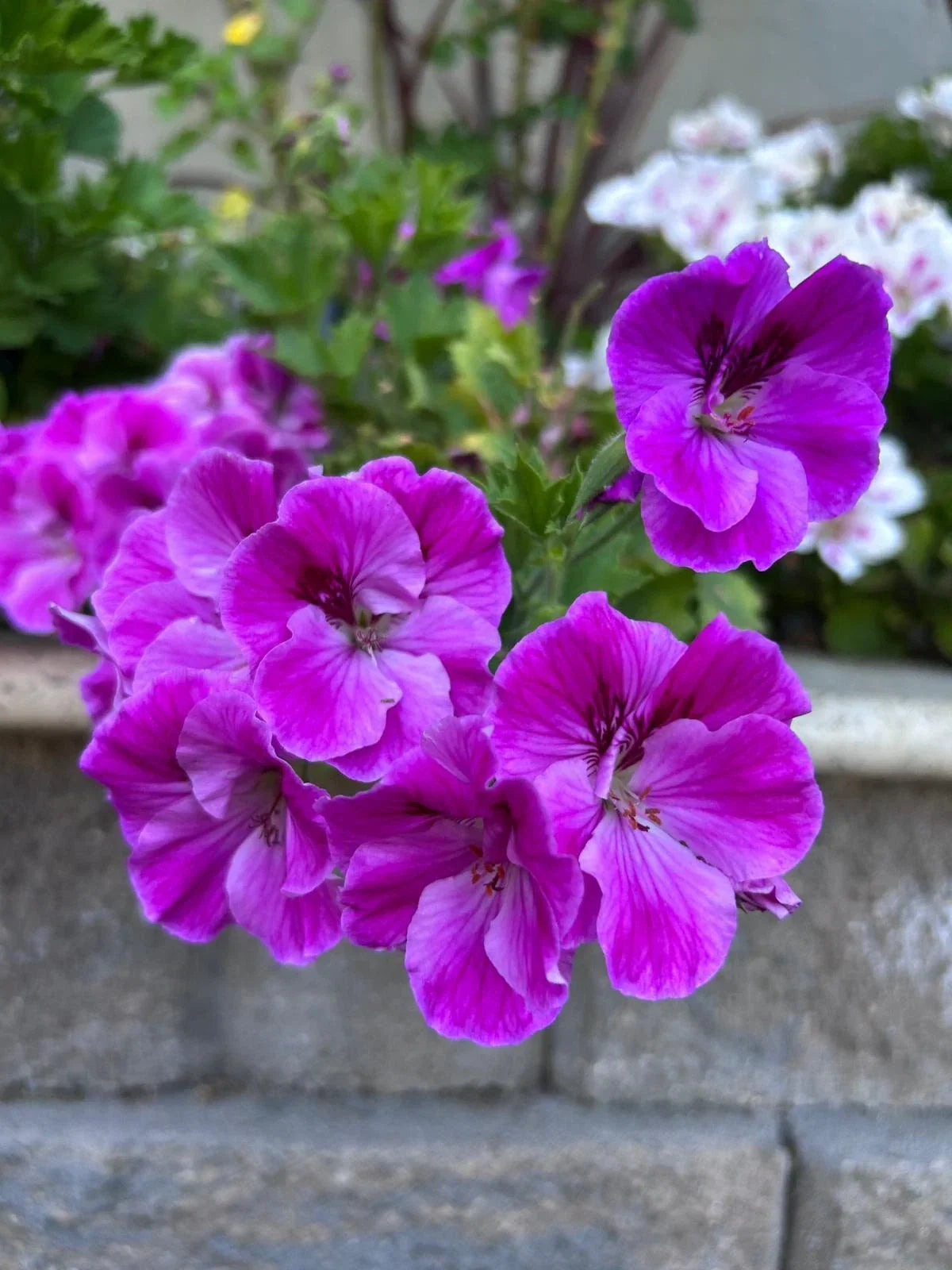 Purple Geranium Starter Cuttings – 3 Pack Pelargonium spp. No Roots for Propagation, Garden, Indoor Planting