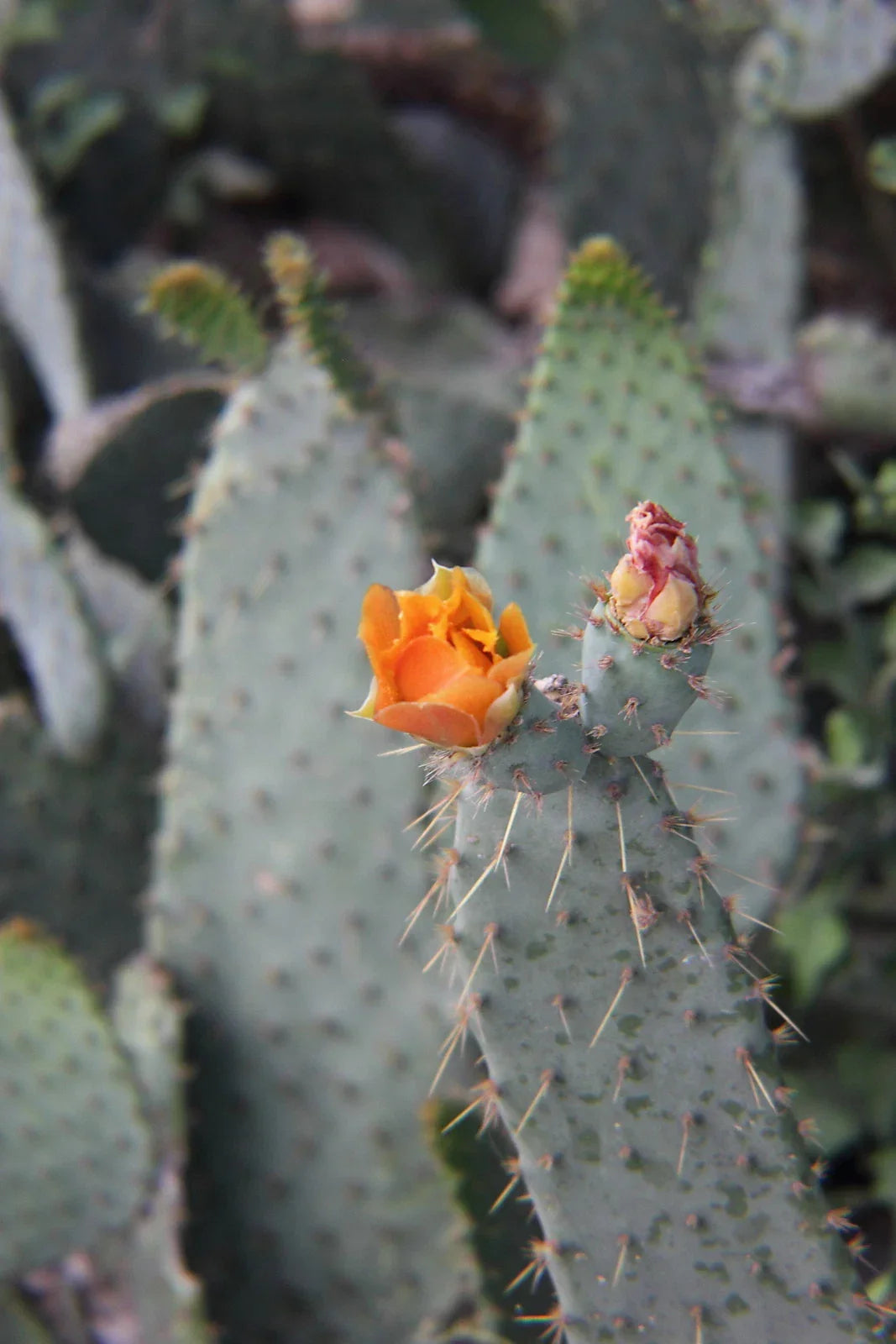Cow's Tongue Cactus Pad Cutting | Opuntia liguiformis | Hardy Succulent for Indoor & Outdoor Gardening