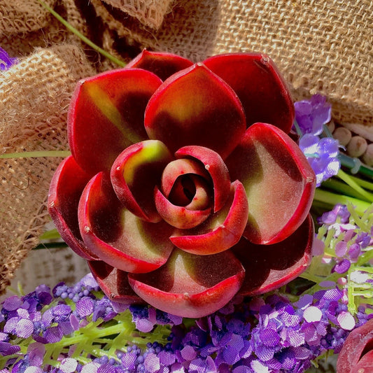 Live Succulent Plant - Bare Root Echeveria 'Red Light' for Indoor, Office & Wedding Decor - Vibrant Red Foliage