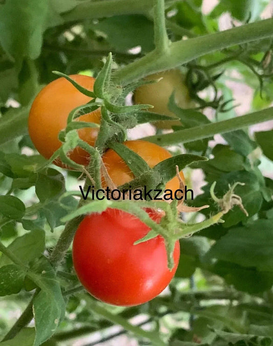 Organic Cherry Tomato Seeds - Large Sweet Heirloom Non-GMO Solanum lycopersicum for Home Garden, Container & In-Ground Planting