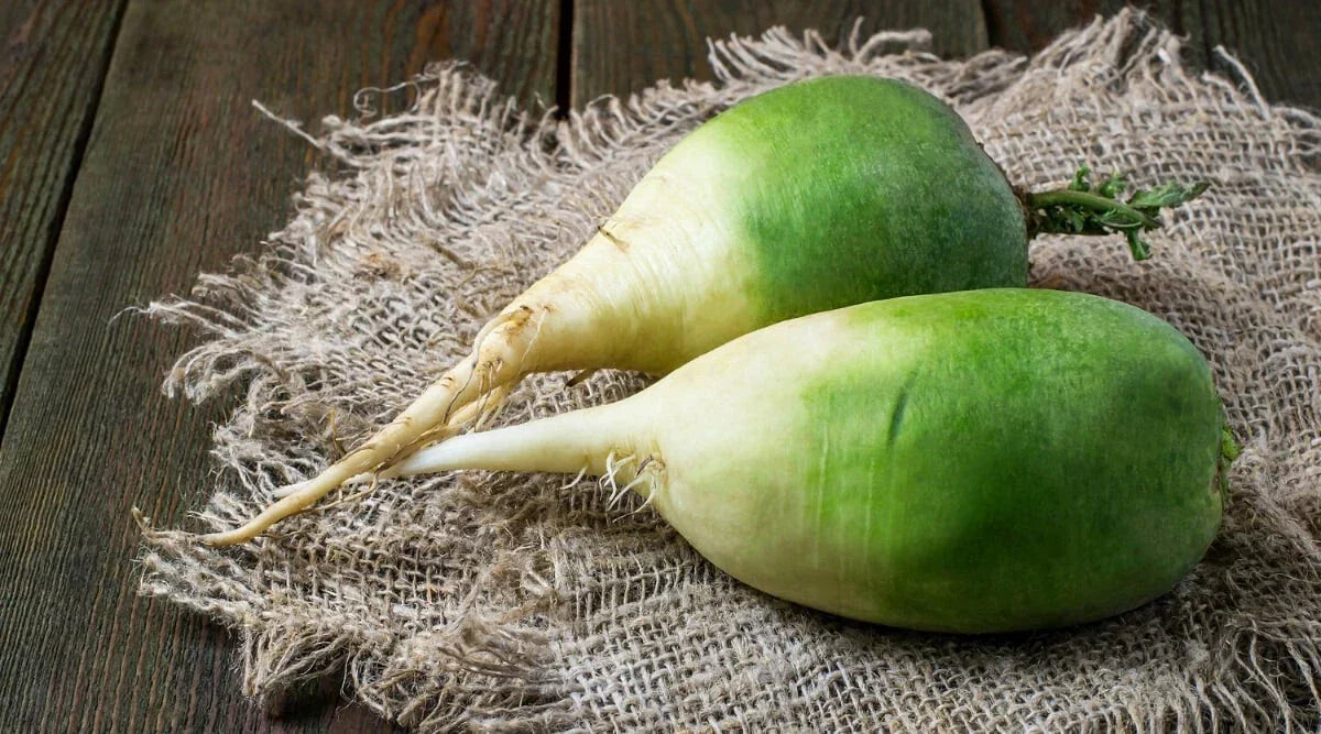 Chinese Green Luobo Radish Seeds - Pack of 500+ Raphanus sativus for Home Garden, Container, Raised Bed Planting