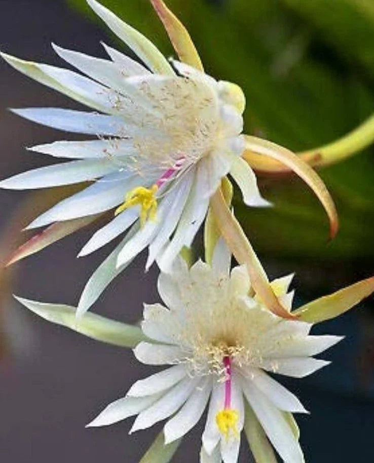 Epiphyllum Hookeri Orchid Cactus Live Plant – Rooted 4-5 Stems, Tropical Houseplant, Easy Care, Indoor or Outdoor, Unique Foliage