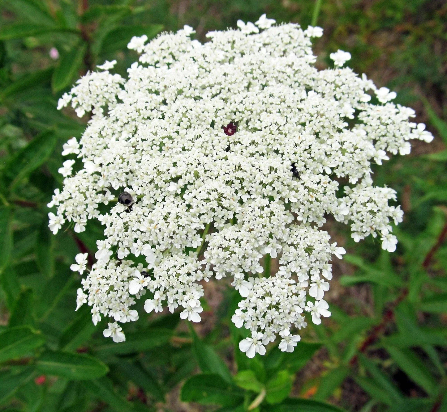 Bishops Flower Seeds | 500+ Non-GMO Ammi majus White Flowers | Easy to Grow Wildflower Seeds for Pollinators