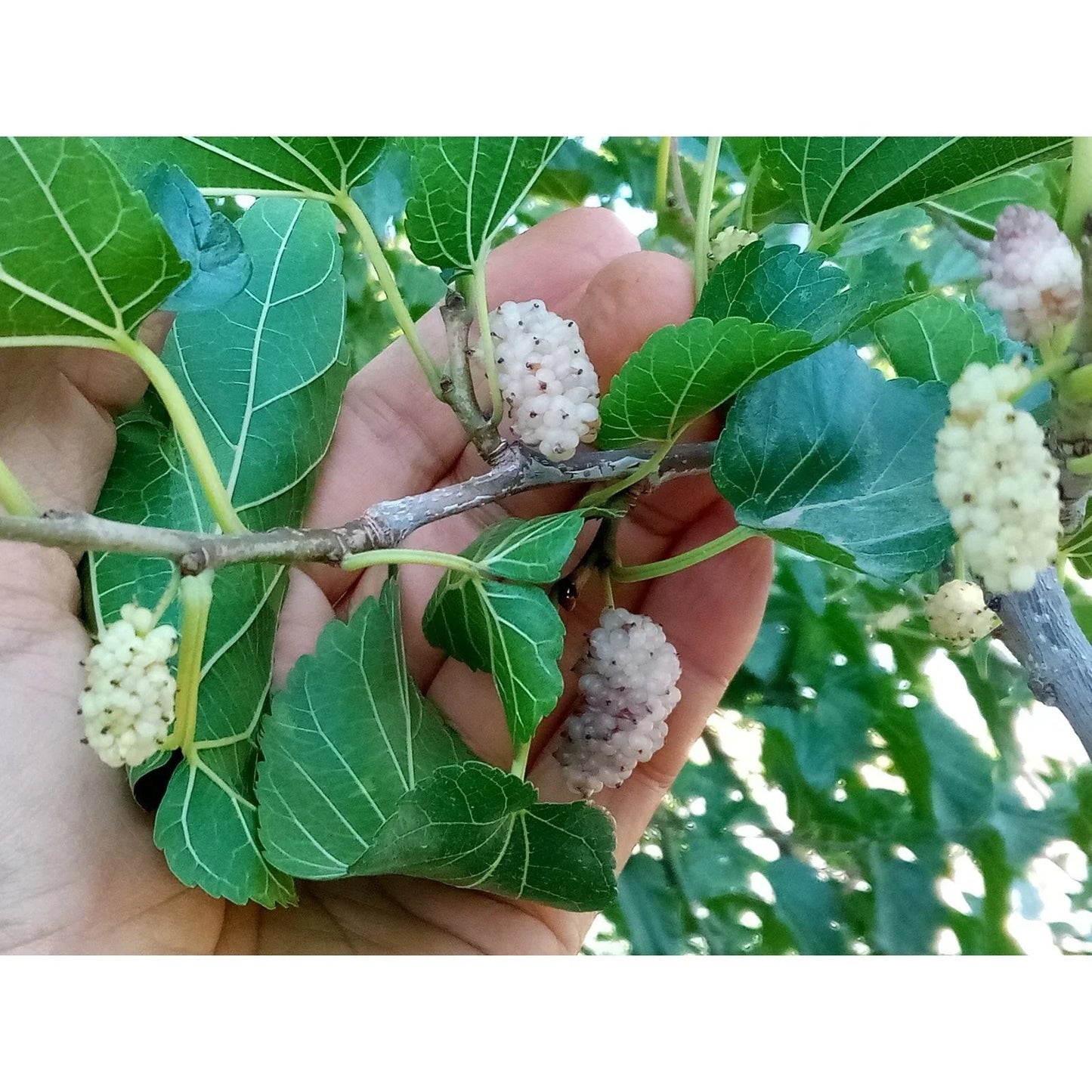 White Mulberry Cuttings 10 Pack T530A Variety for Grafting and Rooting Morus alba